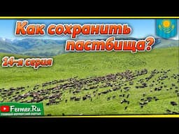 Мы то, что мы едим и животные тоже! Разнотравье предальпийских лугов Джунгарского Алатау. Казахстан.