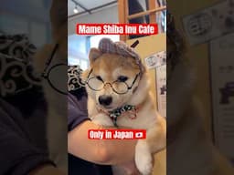 Shiba Inu Cafe in Harajuku 🇯🇵