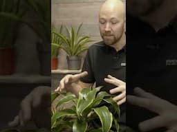 Can a Dracaena handle a dark placement 🪴? #plants #houseplants #indoorplants @SwedishPlantguys