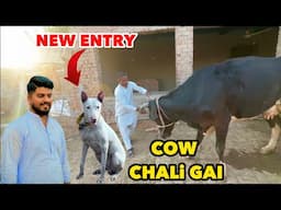 Emergency Cow Sale Kardi | New Gultair Lay Liya | Punjabi Shok Vlogs