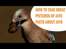 HOW TO PHOTOGRAPH JAYS - FACT ABOUT JAYS