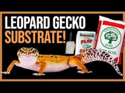 Leopard Gecko Substrate Guide!