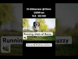 Running shots of the dog Buzzy 🐝 #englishsetter #canonr6markii