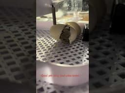 Adorable Silkie Chick Hatches in Incubator