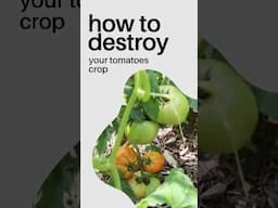 THIS Can Destroy Your Tomato Crop #tomatoes #growingtomatoes
