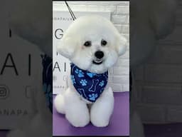 Dogs Transformation in Boston Massachusetts #doggrooming #boston #bichon #bichonfrise
