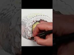 Let's Draw... Some Sushi #sushi #drawing #polychromos #coloredpencil #fooddrawing