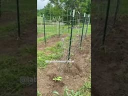 Getting tomatoes planted before heat wave! #gardening #homestead