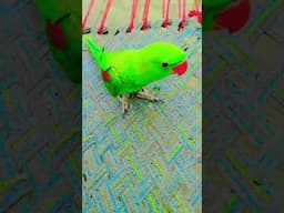 Beautiful bird viral video #viralvideo #parrot #talkingparot #lovebirds