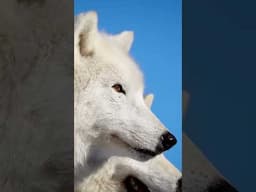 Mother Nature 🐺🌿🌎 #wolf #wolfdog #documentarychannel