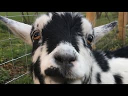 Goat Recovery: Great Big Cookie Update VLOG #3