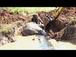 True love in the wild! Baby Elephant refuses to leave her mother's side until she's free from danger
