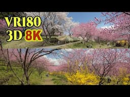 [ 8K 3D VR180 ] 花桃と桜の桃源郷「中之条ガーデンズ」Nakanojo Gardens filled with peach blossoms and cherry blossoms