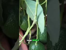 Grow Your Own Avocados 🥑 | Ripening Secrets Revealed!