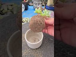 Root-bound succulent in a pot without drainage holes  | bikolanahardinera #shortvideo #succulent