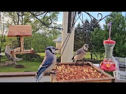 Bird Feeders In Maryland | Relaxing Bird Sounds For Sleep | CAT TV - Birds For Cats To Watch