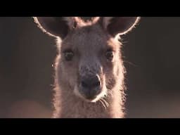 Adidas is killing kangaroos for profit.