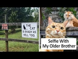 These Cat Memes Will Fix Your Entire Day