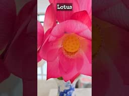 Lotus Flowers 🪷
