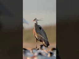 That Moment You Realize the Heron Might Eat You