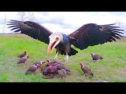 Even Eagles Are Afraid of This Deadly Bird