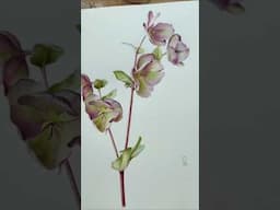 Newest tutorial on Patreon 💖Hellebore Flower Painting #watercolortutorial #everydaywatercolor
