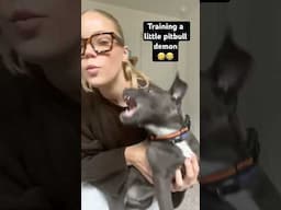 Training a pitbull demon puppy! #dog #viralvideo