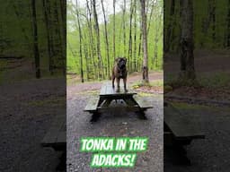 Bullmastiff Tonka Camping In The Rain!#bullmastiffs #campdog #bulldog #mastiff  #mountaindog