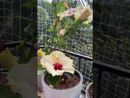Hibiscus blooms in summer/summer flower plants
