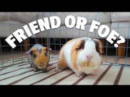 Bonding My Male Guinea Pigs… will this work?