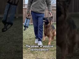 Puppy to Pro Transformation! #dogtraining #dogs #puppy