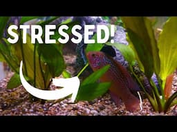 STRESSED Aquarium Fish? | 6 REASONS WHY!