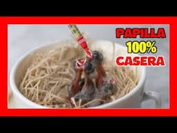 🆘 PAPILLA CASERA de EMERGENCIA para PAJAROS RECIEN NACIDOS 🐣 Como hacer papilla casera para pájaros