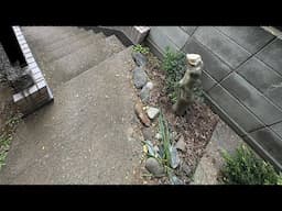 LIVE Digging a tree out in the rain