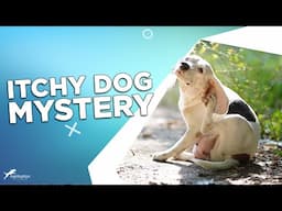 Dog Scratching But No Fleas?