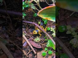 Leucomelas #amphibian #frog #ihavethisthingwithplants