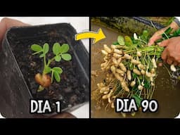 Cómo Plantar Cacahuetes en Casa: Guía Fácil y Paso a Paso 🥜 || La Huertina De Toni