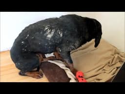 He non stop trembling in fear, hide in the corner so terrified... nightmare heartbreaking he was!