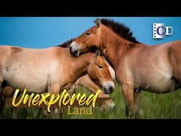With a history of 60 million years, they are the last wild horses on Earth | China Documentary