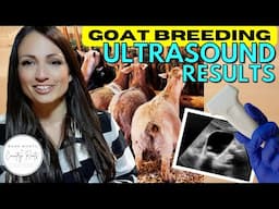 BABIES ARE COMING! GOAT BREEDING & ULTRASOUND RESULTS | VLOG