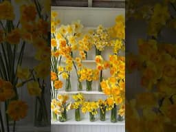 Not everyone is a fan of yellow but gosh, I sure am!
