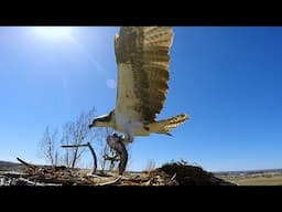 Osprey in the nest fight over a catfish meal