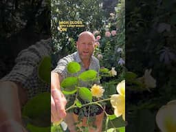 Personal growing review of rose ‘Margarette Golding (Harspinner) from @harknessroses4035