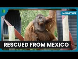 From Mexico to Monkey World | Monkey Life