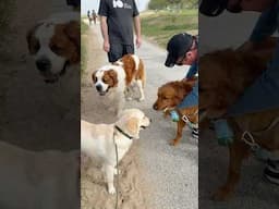 My little Daisy 🐶 overwhelmed by all the big doggies 😄