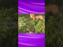 லேடி சிங்கம் ஒதுங்குற எடத்துல ‼️🤨😂 #highlights #magnetbytes #funnydub #lion #safari