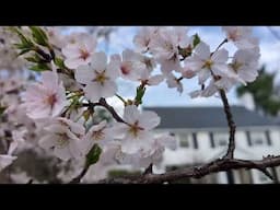Kenwood Cherry Blossoms 2025