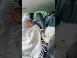 Road trip as a family 😜😂 #roadtrip #fun #comedy #travel #family #dog #samoyed