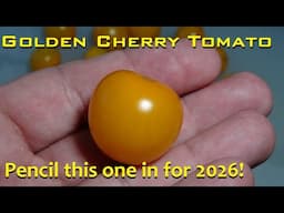 ⟹ Golden Cherry Tomato | Solanum lycopersicum | Tomato Review
