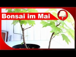 Outdoor-Bonsai im Frühjahr - Planungen und Umtopfen - Großstadtgärtnern